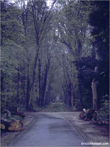 Image of woodland trail after a rain in Chantilly, France