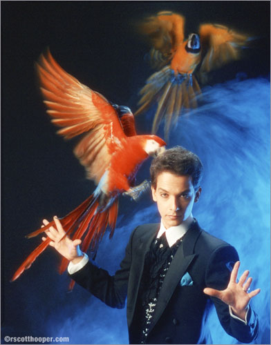 Photo of magician Joseph Gabriel with flying McCaws