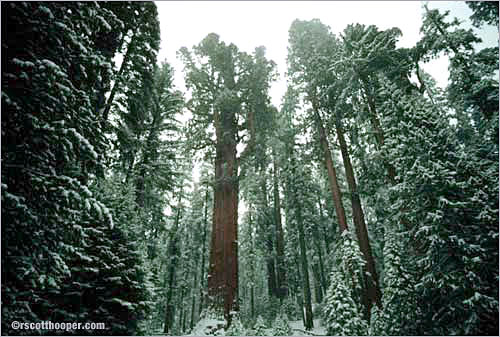 Sequoia National Park in Winter
