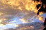 Photo of orange clouds and palm leaves